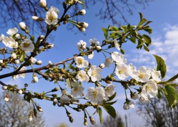 Primăvara își intră ușor în drepturi: Astăzi se așteaptă maxime de până la 13 de grade Celsius