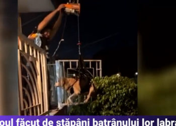 Un labrador bătrân intră în casă cu propriul „lift”. Metoda găsită de stăpânii lui îl scutește de urcatul scărilor