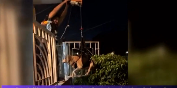 Un labrador bătrân intră în casă cu propriul „lift”. Metoda găsită de stăpânii lui îl scutește de urcatul scărilor