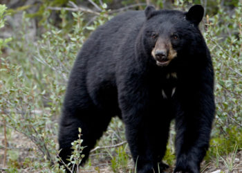 Un urs a spart o mașină și a băut 69 de doze de bere și suc. A lăsat neatinse doar băuturile dietetice