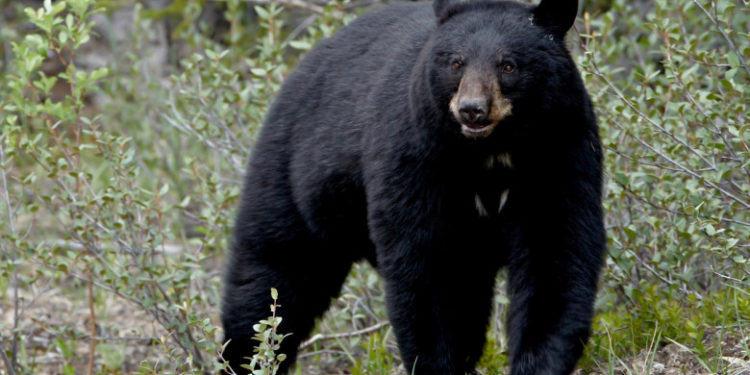 Un urs a spart o mașină și a băut 69 de doze de bere și suc. A lăsat neatinse doar băuturile dietetice
