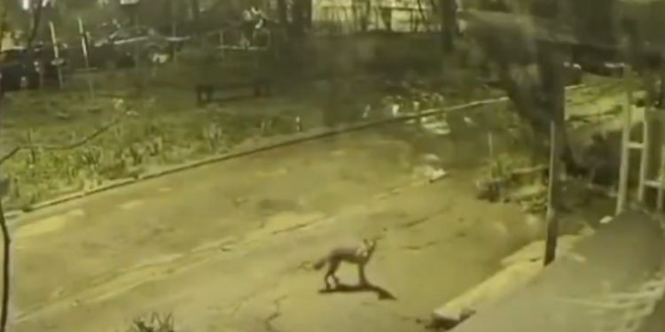 Oaspete neașteptat: O vulpe a fost surprinsă în timp ce se plimba pe o stradă din Chișinău | VIDEO