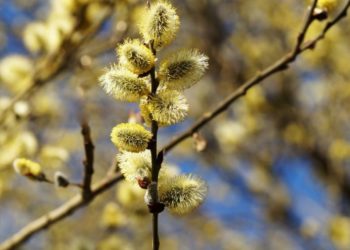 Duminica Floriilor: Creștinii ortodocși, care au postit neîntrerupt, sunt binecuvântați să bea vin și să mănânce pește