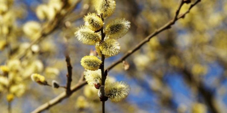 Duminica Floriilor: Creștinii ortodocși, care au postit neîntrerupt, sunt binecuvântați să bea vin și să mănânce pește