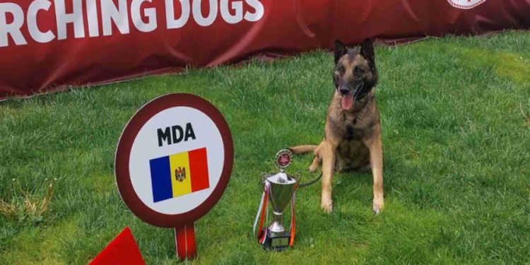 Кинолог из Молдовы и его служебный пес стали призерами на международном турнире | VIDEO