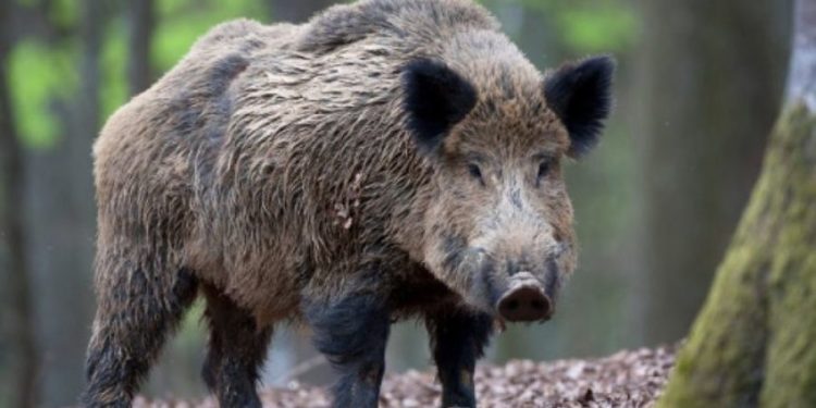 Африканская чума свиней: новый случай в Кантемирском районе