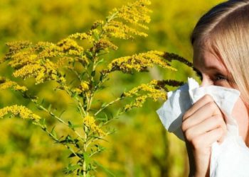 Начинается “борьба” с амброзией: власти закупят химические препараты