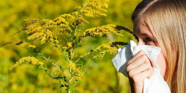 Начинается “борьба” с амброзией: власти закупят химические препараты