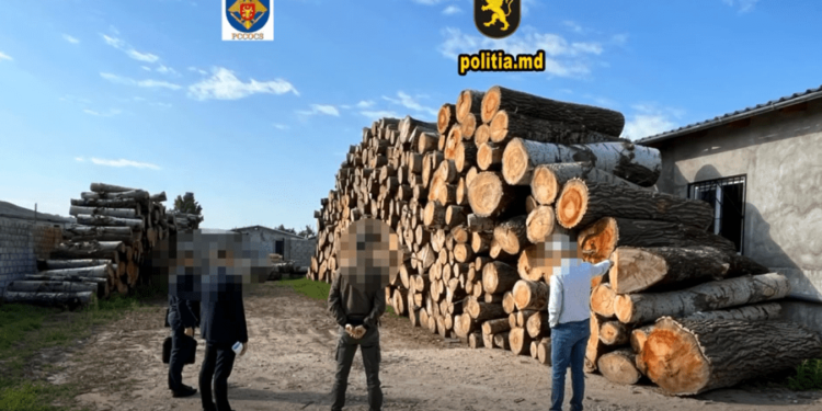 Defrișări ilegale de arbori – la Hîncești! Au fost efectuate perheziții la o fabrică de paleți