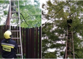 Необычная спасательная операция: В Каушанах кошка забралась на дерево высотой 10 метров