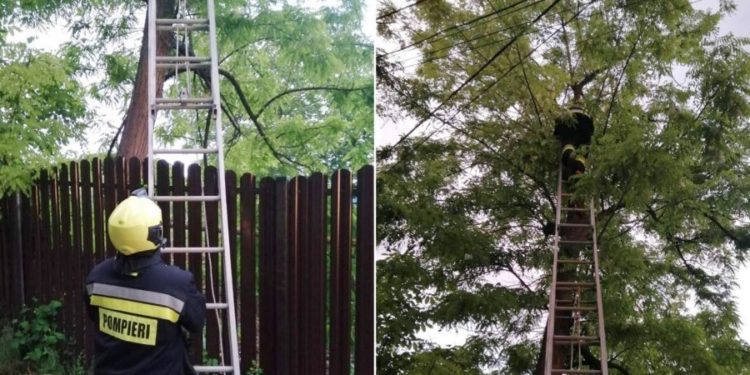 Необычная спасательная операция: В Каушанах кошка забралась на дерево высотой 10 метров