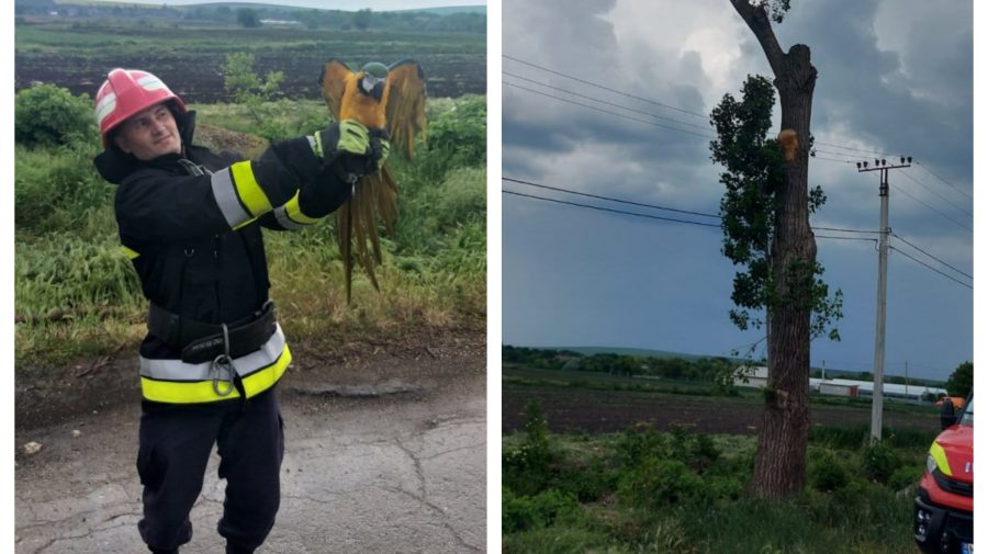 Salvatorii din nordul țării – în acțiune! Au salvat un papagal de rasă