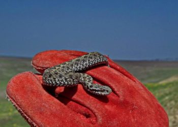В Бельцах в одном из офисов обнаружили змею