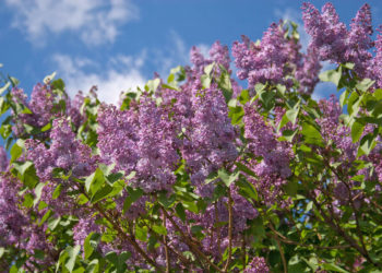 Тепло и облачно: синоптики рассказали о погоде на субботу, 20 мая