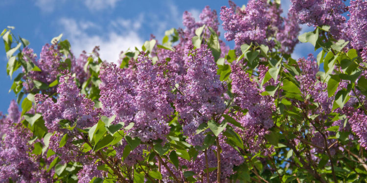 Тепло и облачно: синоптики рассказали о погоде на субботу, 20 мая