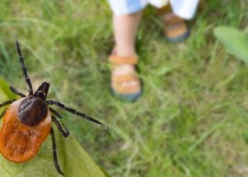 În Chișinău continuă luptă cu căpușele. Specialiștii de la „Spații Verzi” atenționează iubitorii de animale | VIDEO