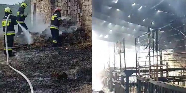 „Era foarte mult fum, nu vedeam, mergeam pe întuneric ca să salvăm animalele”. Detalii exclusive, oferite de antrenoarea de hipism despre incendiul care le-a distrus grajdul | VIDEO