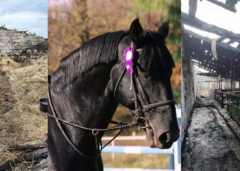 Grajd cu mai mulți cai, în flăcări, la Băcioi! Proprietara, o celebră antrenoare de hipism, cere ajutor | VIDEO