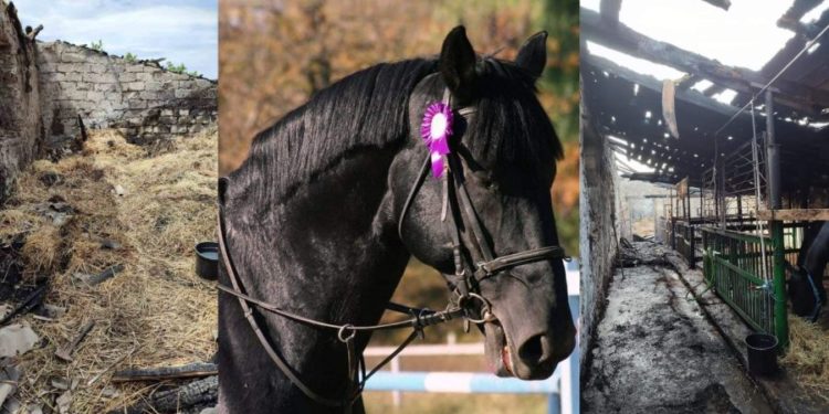 Grajd cu mai mulți cai, în flăcări, la Băcioi! Proprietara, o celebră antrenoare de hipism, cere ajutor | VIDEO