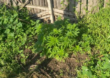 Cultiva droguri în grădină. Polițiștii au dat peste cap businessul unui bărbat din Hîncești