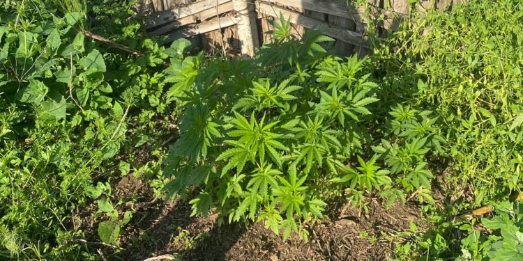 Cultiva droguri în grădină. Polițiștii au dat peste cap businessul unui bărbat din Hîncești