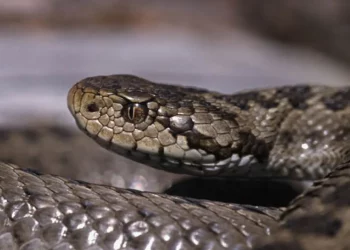 Ce s-a întâmplat cu șarpele evacuat de salvatori dintr-un oficiu din Bălți | VIDOE