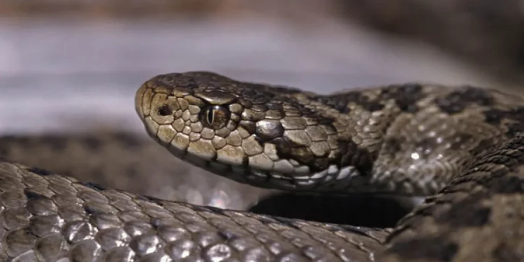 Ce s-a întâmplat cu șarpele evacuat de salvatori dintr-un oficiu din Bălți | VIDOE