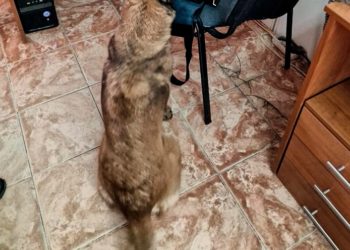 Reghina cu misiunile îndeplinite, un conațional depistat cu substanțe interzise