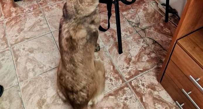 Reghina cu misiunile îndeplinite, un conațional depistat cu substanțe interzise