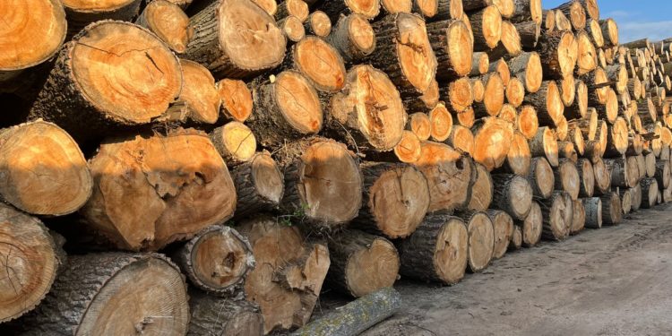 Peste 1.400 de arbori defrișați și prejudicii de 500.000 de lei. Detalii de la perchezițiile la o fabrică de paleți din raionul Hîncești | VIDEO