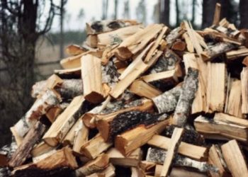 Обыски в Новых Аненах: Двое сотрудников лесхоза задержаны за незаконную вырубку леса