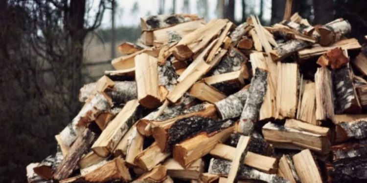 Обыски в Новых Аненах: Двое сотрудников лесхоза задержаны за незаконную вырубку леса