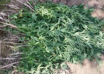 Запрещенная плантация среди кукурузы: как накажут владелицу участка