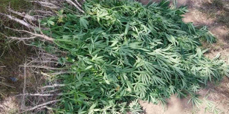 Запрещенная плантация среди кукурузы: как накажут владелицу участка