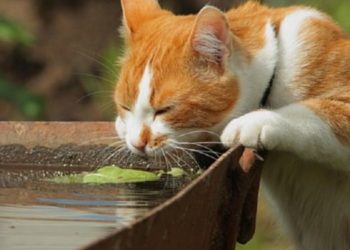 В Молдове синоптики предупредили о жаре до +35°C