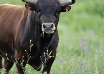 В Страшенах бык насмерть забодал мужчину