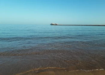 При нападении акулы в Египте погиб гражданин России