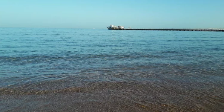 При нападении акулы в Египте погиб гражданин России