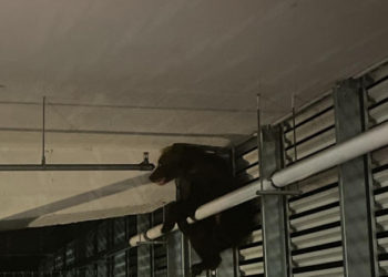 Un urs a căzut de la înălțime în parcarea unui mall din Brașov, România. A fost grav rănit, așa că autoritățile l-au eutanasiat | VIDEO