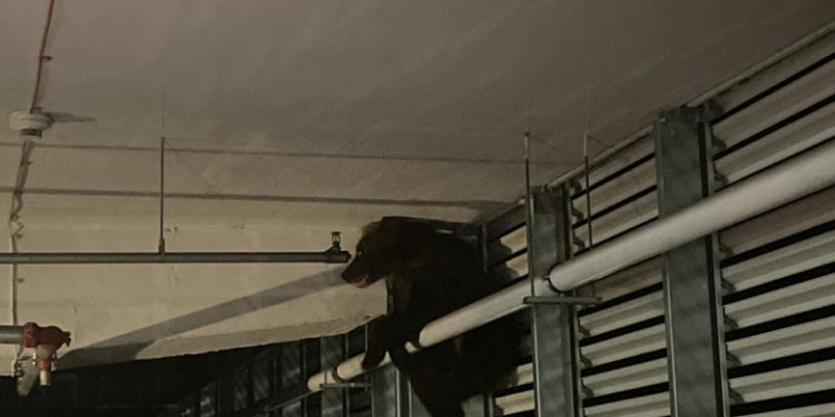 Un urs a căzut de la înălțime în parcarea unui mall din Brașov, România. A fost grav rănit, așa că autoritățile l-au eutanasiat | VIDEO