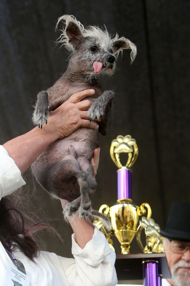 Povestea extraordinară a lui Scooter, desemnat „cel mai urât câine din lume”. Imaginile unui concurs inedit și cu mesaj puternic | FOTO