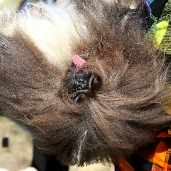 Povestea extraordinară a lui Scooter, desemnat „cel mai urât câine din lume”. Imaginile unui concurs inedit și cu mesaj puternic | FOTO