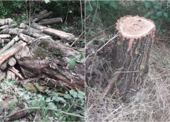 Peste 60 de copaci, defrișați ilegal în pădurile din nordul țării. Cu ce amenzi s-au ales făptașii