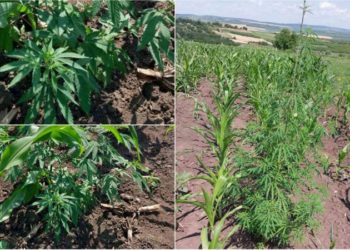 Sute de plante de cânepă, depistate de oamenii legii în grădina unei femei din Ungheni