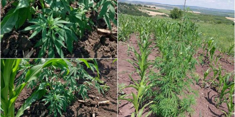 Sute de plante de cânepă, depistate de oamenii legii în grădina unei femei din Ungheni
