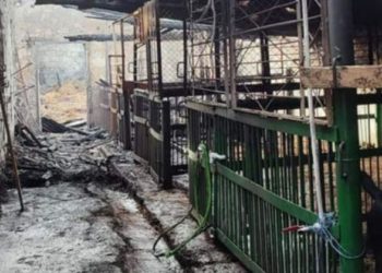 „Voi m-ați ajutat extrem de mult. Vă rog, ajutați-mă încă puțin!” Antrenoarea de hipism, a cărei grajd pentru cai a fost mistuit de flăcări, cere din nou ajutorul oamenilor | VIDEO