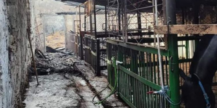 „Voi m-ați ajutat extrem de mult. Vă rog, ajutați-mă încă puțin!” Antrenoarea de hipism, a cărei grajd pentru cai a fost mistuit de flăcări, cere din nou ajutorul oamenilor | VIDEO