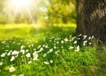 Солнечно, однако на севере возможны грозовые дожди: прогноз погоды на субботу