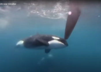 Momentul în care o orcă împinge cârma unui yacht în timpul unei competiții din Gibraltar | VIDEO