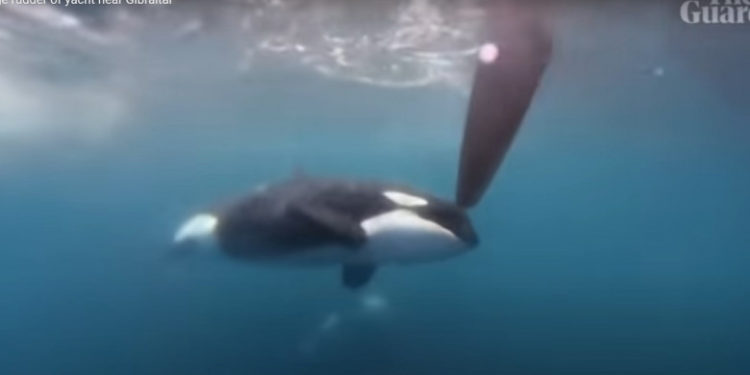 Momentul în care o orcă împinge cârma unui yacht în timpul unei competiții din Gibraltar | VIDEO